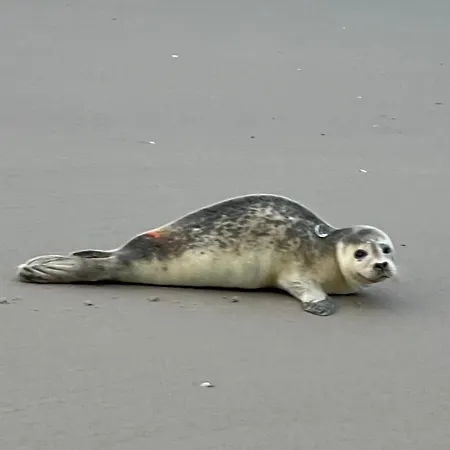 Aangenaam Hébergement de vacances Dirkshorn